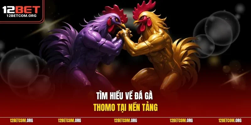 Tìm hiểu về đá gà Thomo tại nền tảng